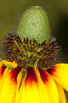 Clasping coneflower